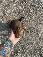 Red female, a female Doberman Pinscher for sale in Lula, GA – Photo 5 of 8