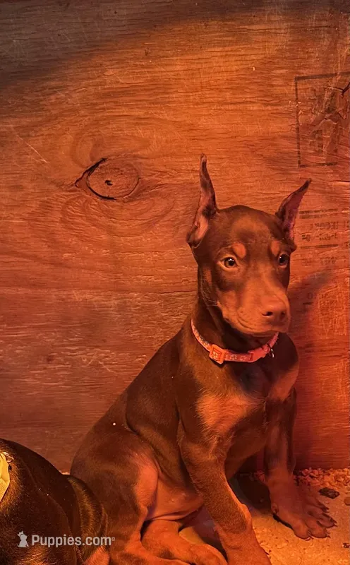 Red female – Doberman Pinscher puppy for sale in Lula, GA