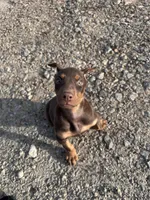 Red female, a female Doberman Pinscher for sale in Lula, GA – Photo 8 of 8