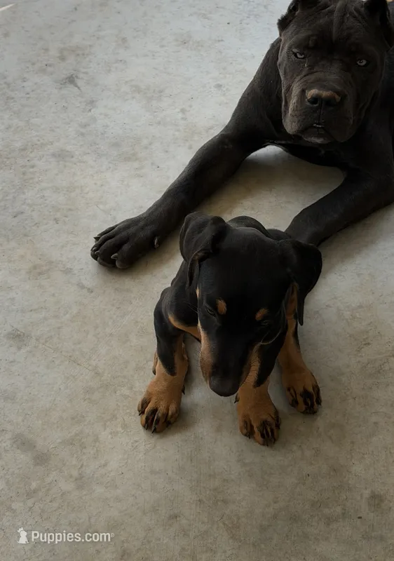 Sasha – Doberman Pinscher puppy for sale in Lula, GA