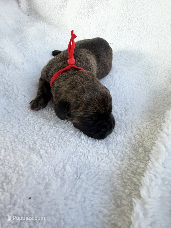 Brindle male red collar – Cane Corso puppy for sale in Lula, GA