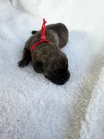 Brindle male red collar, a male Cane Corso for sale in Lula, GA – 1 of 6