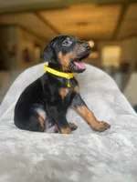 Black female yellow collar , a female Doberman Pinscher for sale in Lula, GA – 1 of 2