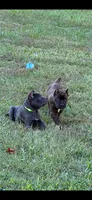 Brindle boy, a male Cane Corso for sale in Lula, GA – 4 of 7