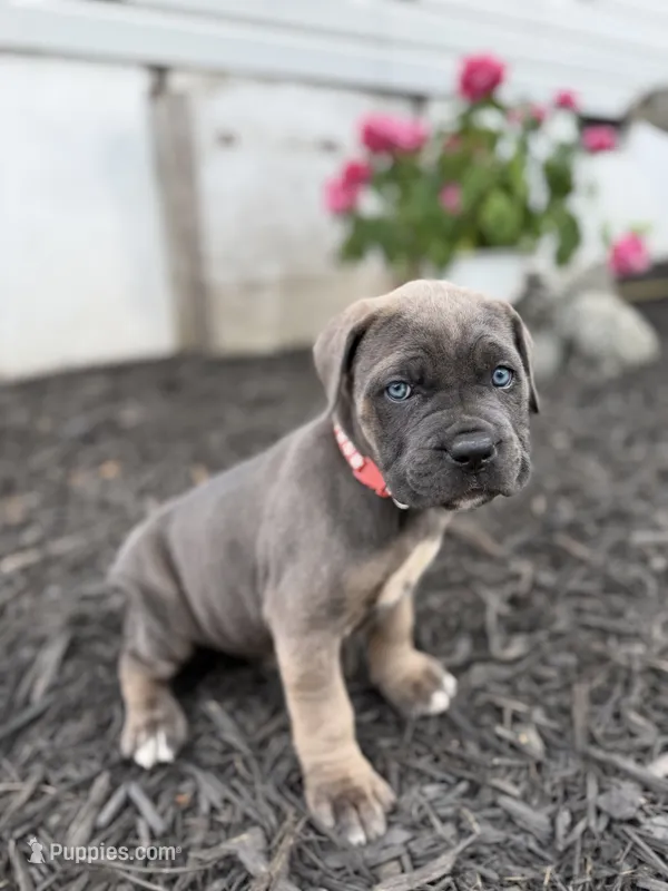 Blue female with fawn points  – Cane Corso puppy for sale in Lula, GA