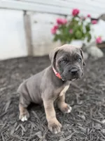 Blue female fawn points ears cropped , a female Cane Corso for sale in Lula, GA – 1 of 5