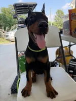 Lime green collar , a female Doberman Pinscher for sale in Lula, GA – 2 of 5