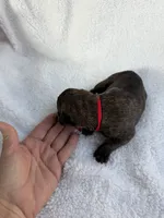 Brindle male red collar, a male Cane Corso for sale in Lula, GA – 3 of 6