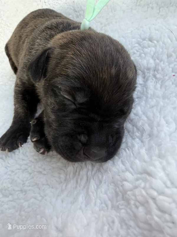 Brindle male teal collar  – Cane Corso puppy for sale in Lula, GA