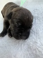 Brindle male teal collar , a male Cane Corso for sale in Lula, GA – 1 of 5
