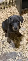 Blue boy black collar, a male Doberman Pinscher for sale in Lula, GA – 5 of 8