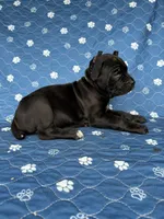 Black Female green collar, a female Cane Corso for sale in Lula, GA – 5 of 6