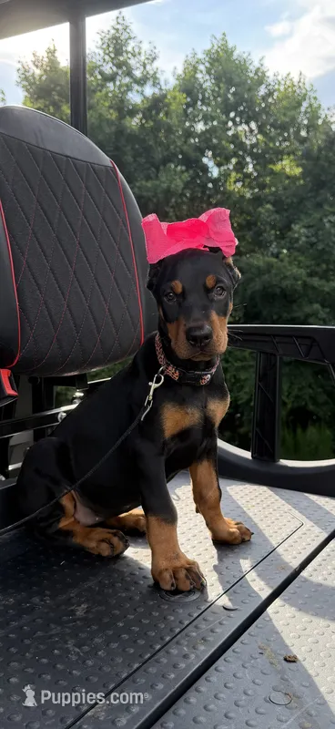 Black female leopard  collar  – Doberman Pinscher puppy for sale in Lula, GA