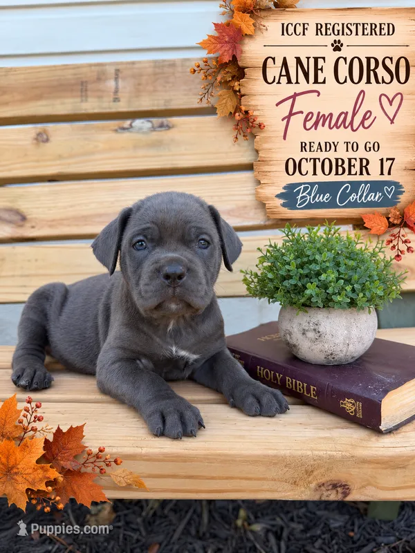 Blue female Blue collar  – Cane Corso puppy for sale in Lula, GA