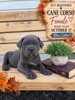 Blue female Blue collar , a female Cane Corso for sale in Lula, GA – 1 of 2