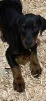 Black female pink collar , a female Doberman Pinscher for sale in Lula, GA – 2 of 8