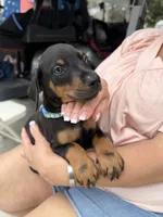 Black male blue collar, a male Doberman Pinscher for sale in Lula, GA – 1 of 4