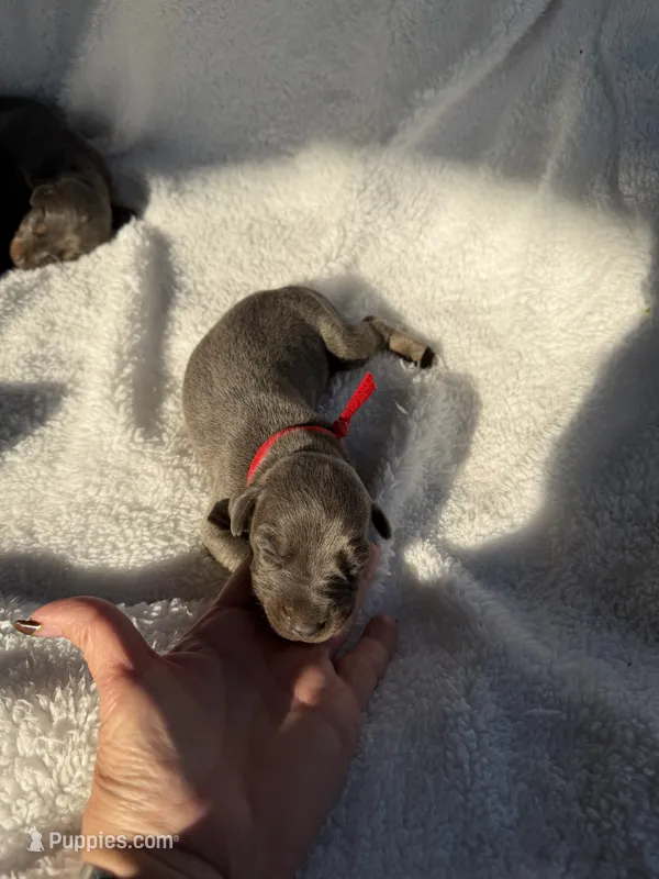 Blue male red collar  – Doberman Pinscher puppy for sale in Lula, GA