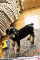 Sasha, a female Doberman Pinscher for sale in Lula, GA – 2 of 5