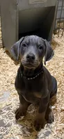 Blue boy black collar, a male Doberman Pinscher for sale in Lula, GA – 3 of 8