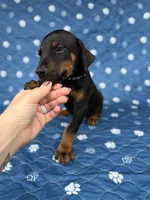 Black female black collar , a female Doberman Pinscher for sale in Lula, GA – 3 of 7