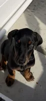 Black female , a female Doberman Pinscher for sale in Lula, GA – 5 of 9