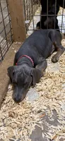 Blue male red collar , a male Doberman Pinscher for sale in Lula, GA – 5 of 7