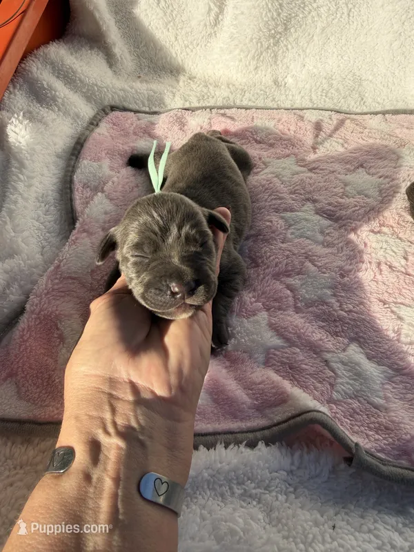 Blue female teal collar – Cane Corso puppy for sale in Lula, GA