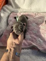 Blue female teal collar, a female Cane Corso for sale in Lula, GA – 1 of 4