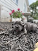 Blue female ears cropped , a female Cane Corso for sale in Lula, GA – 5 of 6