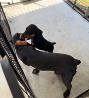 Sasha, a female Doberman Pinscher for sale in Lula, GA – 5 of 5