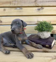 Blue male Doberman, a male Doberman Pinscher for sale in Lula, GA – 2 of 4