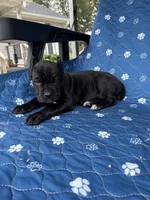 Black Female green collar, a female Cane Corso for sale in Lula, GA – 1 of 6