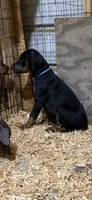 Black male blue collar.  , a male Doberman Pinscher for sale in Lula, GA – 2 of 6