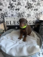 Red female green collar, a female Doberman Pinscher for sale in Lula, GA – 5 of 7