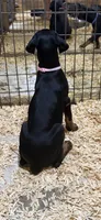 Black female pink collar , a female Doberman Pinscher for sale in Lula, GA – 6 of 8