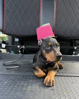 Black female pink collar , a female Doberman Pinscher for sale in Lula, GA – 2 of 5