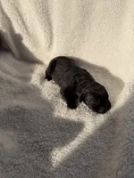 Black female , a female Cane Corso for sale in Lula, GA – 3 of 3