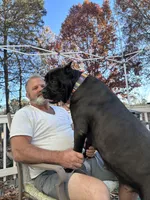 Liberty, a female Cane Corso for sale in Lula, GA – Photo 5 of 6