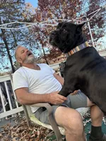 Liberty, a female Cane Corso for sale in Lula, GA – Photo 6 of 6