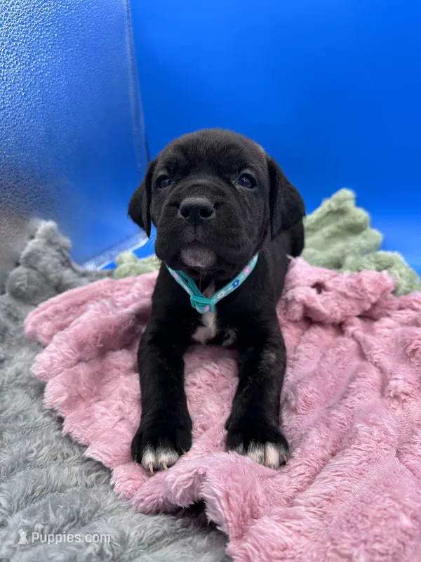 Black girl light green collar