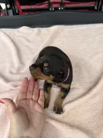 Black female , a female Doberman Pinscher for sale in Lula, GA – 6 of 6