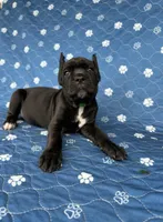 Black girl green collar , a female Cane Corso for sale in Lula, GA – 3 of 5