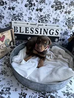 Red female pink collar , a female Doberman Pinscher for sale in Lula, GA – 8 of 9