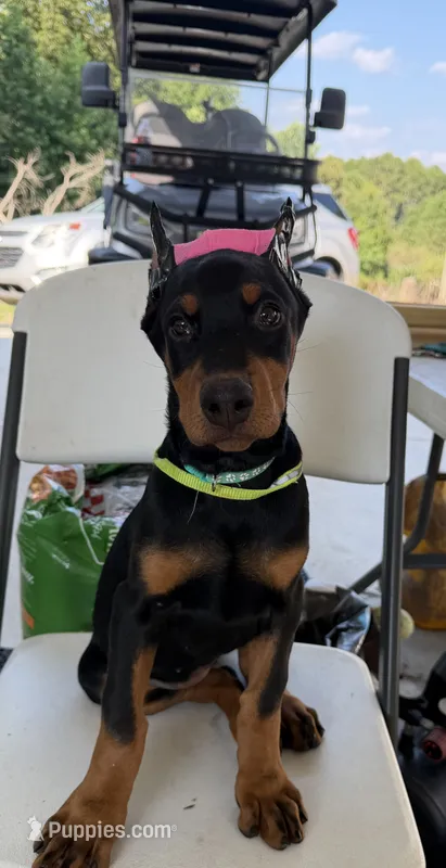 Zara – Doberman Pinscher puppy for sale in Lula, GA