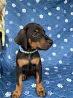 Black male blue collar, a male Doberman Pinscher for sale in Lula, GA – 4 of 4