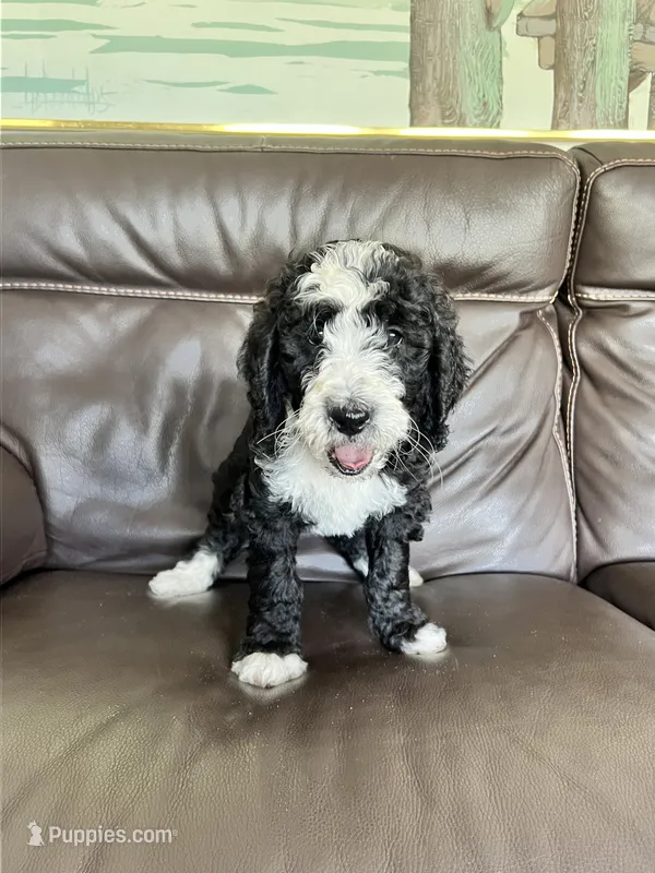 Chip – Aussiedoodle, Bernedoodle puppy for sale in Lake Helen, FL