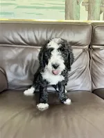 Chip, a male Aussiedoodle and Bernedoodle for sale in Lake Helen, FL – 1 of 1
