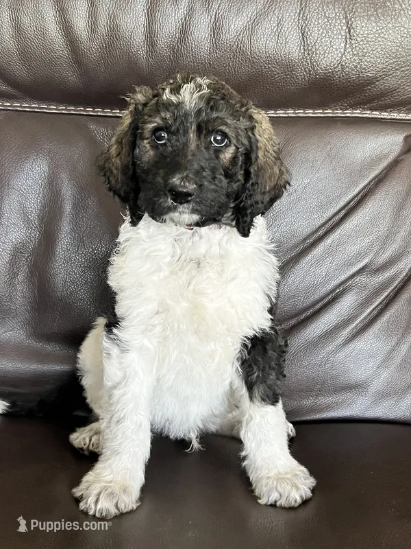 Cowboy  – Aussiedoodle puppy for sale in Lake Helen, FL