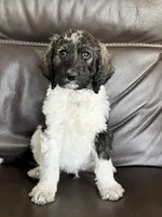 Cowboy , a male Aussiedoodle for sale in Lake Helen, FL – 1 of 3